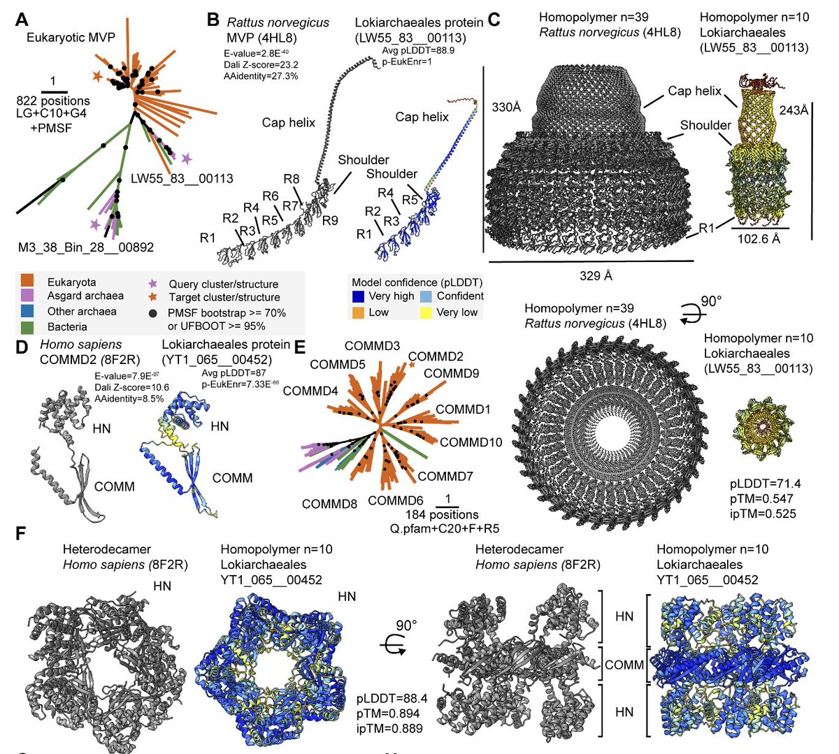 Thijs J. G. Ettema 🦠🔬🇳🇱🇸🇪🇪🇺 (@ettema_lab) on Twitter photo Our latest: Using de novo protein structure prediction and sensitive sequence searches we found many new eukaryotic signature proteins in Asgard archaea, suggesting the archaeal ancestor of eukaryotes was more complex than previously assumed. <a href="/koestlste/">Stephan Köstlbacher</a> biorxiv.org/content/10.110… Our latest: Using de novo protein structure prediction and sensitive sequence searches we found many new eukaryotic signature proteins in Asgard archaea, suggesting the archaeal ancestor of eukaryotes was more complex than previously assumed. <a href="/koestlste/">Stephan Köstlbacher</a> biorxiv.org/content/10.110…