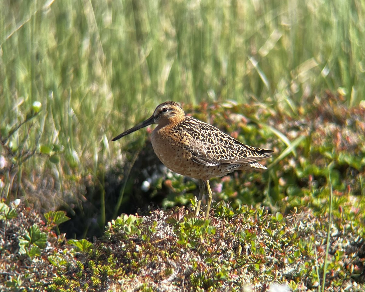 The Hudson Bay lowlands are an amazing place to work. Scenic views, cool birds, and lots of bugs 🦟

📸 
1: Hudsonian Godwit perched on tree
2: Willow Ptarmigan
3: Herd of Woodland Caribou
4: Short-billed Dowitcher