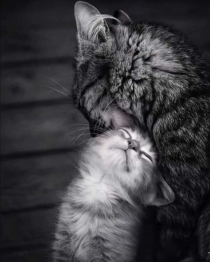 Love cat