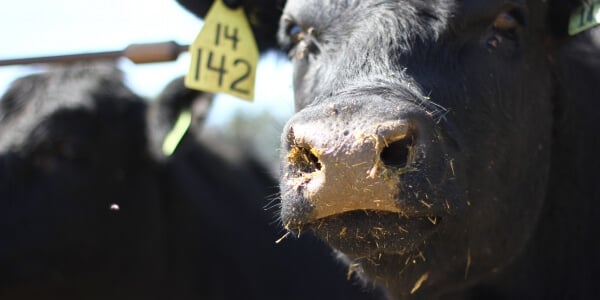 RealAgriculture (@realagriculture) on Twitter photo Beef Market Update: Holidays, high prices, and quiet auction marts <a href="/AnneWasko/">Anne Wasko</a> of the Gateway Livestock Exchange ow.ly/JcN650Swel7 #cdnag #ontag #westcdnag #BeefMarketUpdate Beef Market Update: Holidays, high prices, and quiet auction marts <a href="/AnneWasko/">Anne Wasko</a> of the Gateway Livestock Exchange ow.ly/JcN650Swel7 #cdnag #ontag #westcdnag #BeefMarketUpdate
