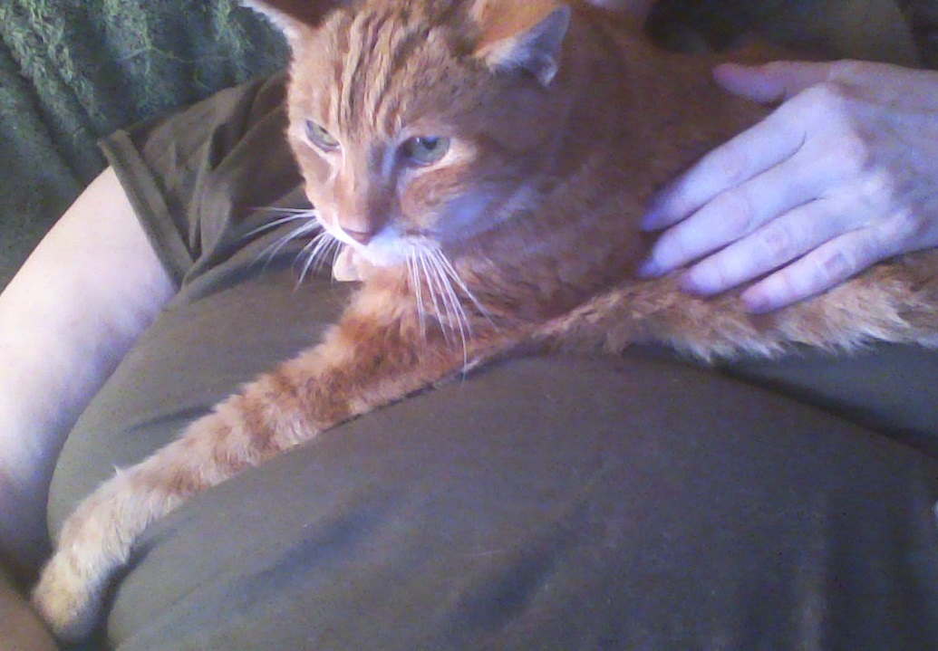 roguecats7's tweet image. Dear #CatTwitter, 18 years ago today I first saw this little guy, staring solemnly at me with his littermates &amp;amp; their very feral mama. 
He&apos;s the only one left now &amp;amp; still as sweet a cat as ever lived. Can I get a few good wishes for my darling lil old man Goldy? 🧡🧡🧡