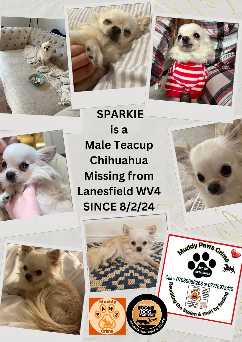 It will be 5 months on 8th July that Sparkie has been missing 
Can you help us try and reach the eyes of a person/people that have not yet come forward before we get to that date ??
ONE share alone could do that . Less that 5 seconds of your time .