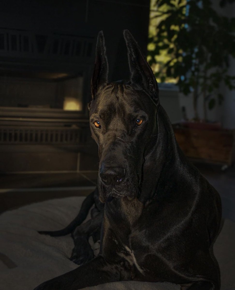 hellvw's tweet image. ⠀  ⠀  ⠀  ⠀  ⠀  ⠀  ⠀  {⛧}

⠀  ⠀  ⠀  ⠀  ⠀  ⠀𝐒𝐮𝐜𝐡 𝐚 𝐜𝐮𝐭𝐢𝐞.

⠀  ⠀  ⠀  ⠀  𝐖𝐞𝐥𝐜𝐨𝐦𝐞 𝐡𝐨𝐦𝐞, 𝑻𝒚𝒓𝒐𝒏.