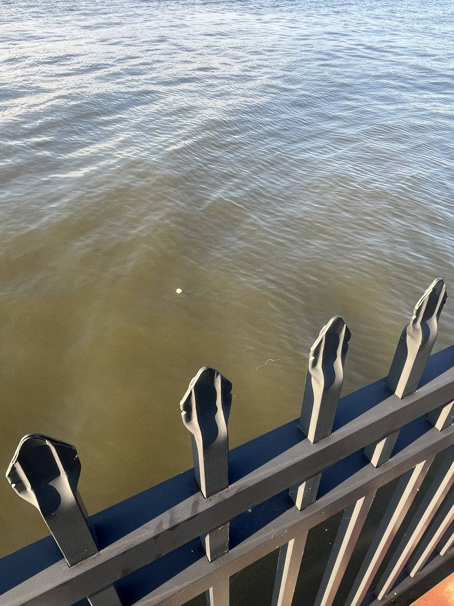 Shreiner added the first home run of the #CharlestonOpen going splashdown in the River.