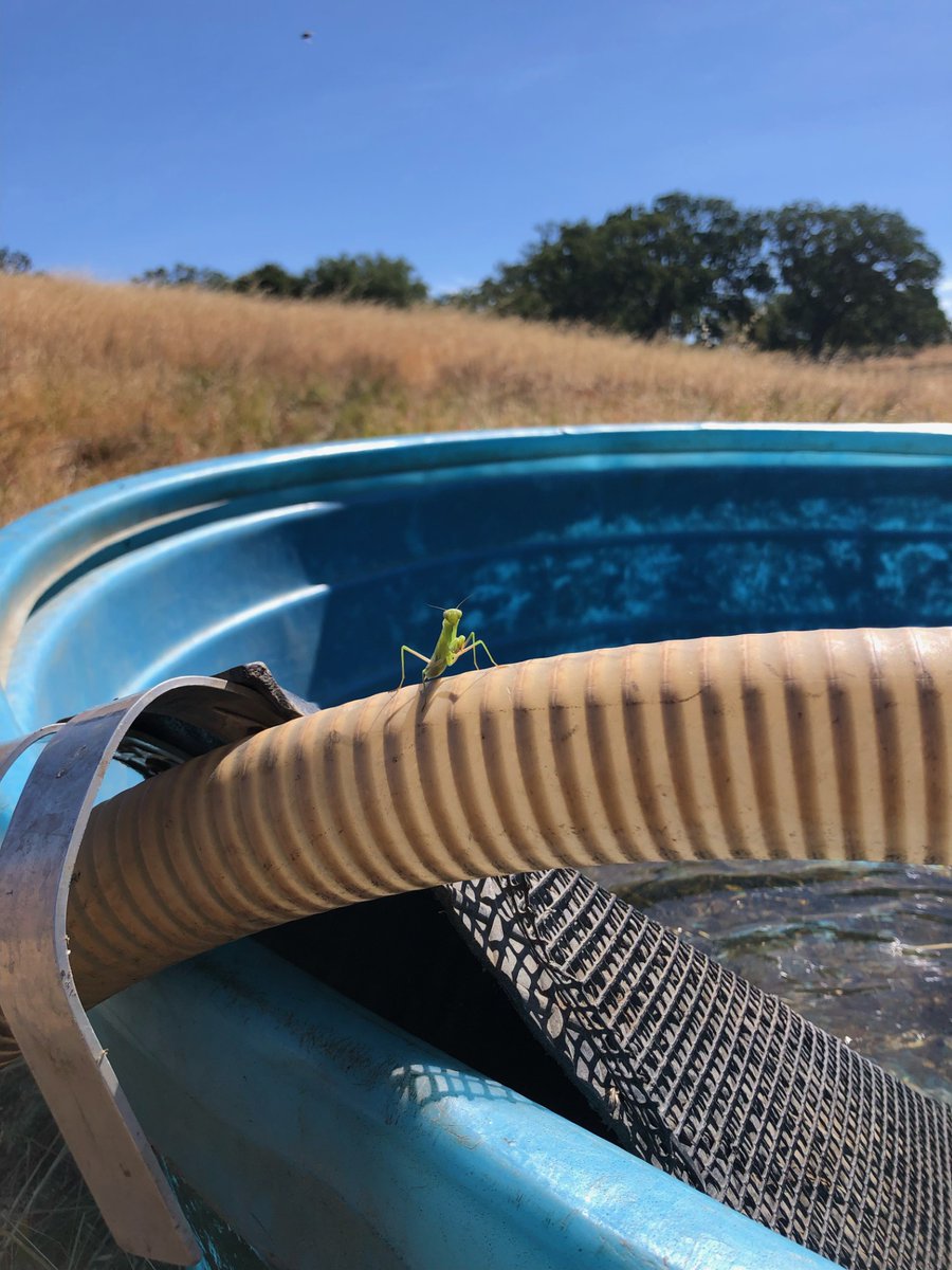 Santa Lucia Conservancy tweet media