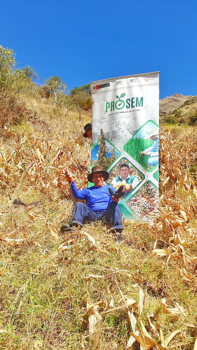 INIAPeru's tweet photo. [#Ayacucho]
La EEA Canaán a través del #PROSEM, realizó la cosecha de la parcela demostrativa de maíz variedad INIA 615 – Negro Canaán, instalado en el centro poblado de Huambo, distrito de Alcamenca, provincia de Víctor Fajardo. #INIA #MIDAGRI https://t.co/7foR9pp9gB