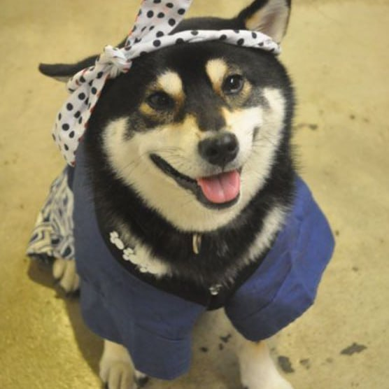 RexCrypt0's tweet photo. @JakeGagain WAGMI with  Birĩ ビリ Japanese Billy! Fully community driven aiming for millions!   

4KFEAd1qXuvDEBCMFhNMGxAuNqcacwWANnGDR3F1pump

  Tg: https://t.co/iwrvBSwQU3 https://t.co/jDNEppsPMY