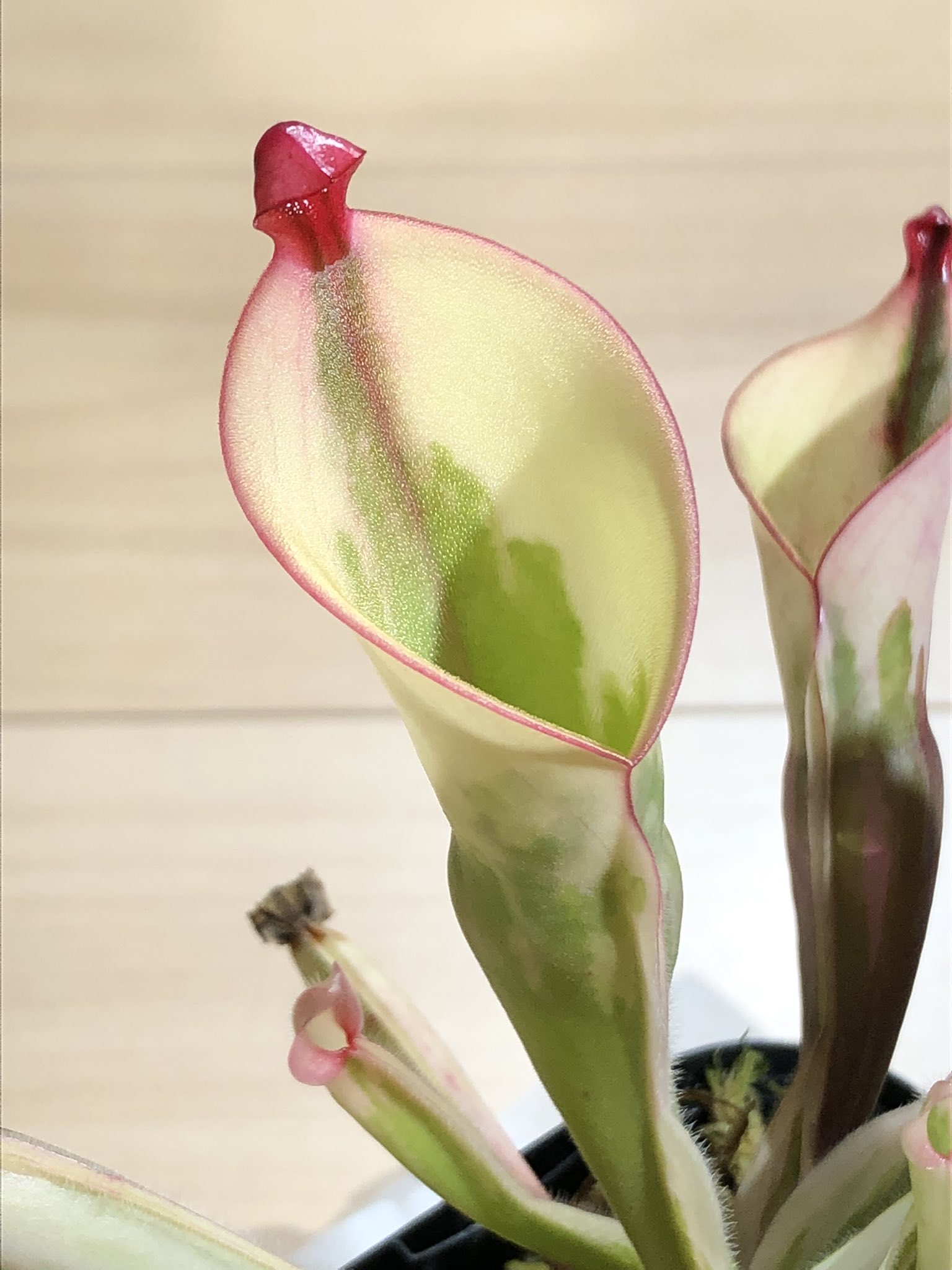 その他観葉植物 Heliamphora cv. 'BCP Flamingo' m62908845295_1.jpg?1759401815