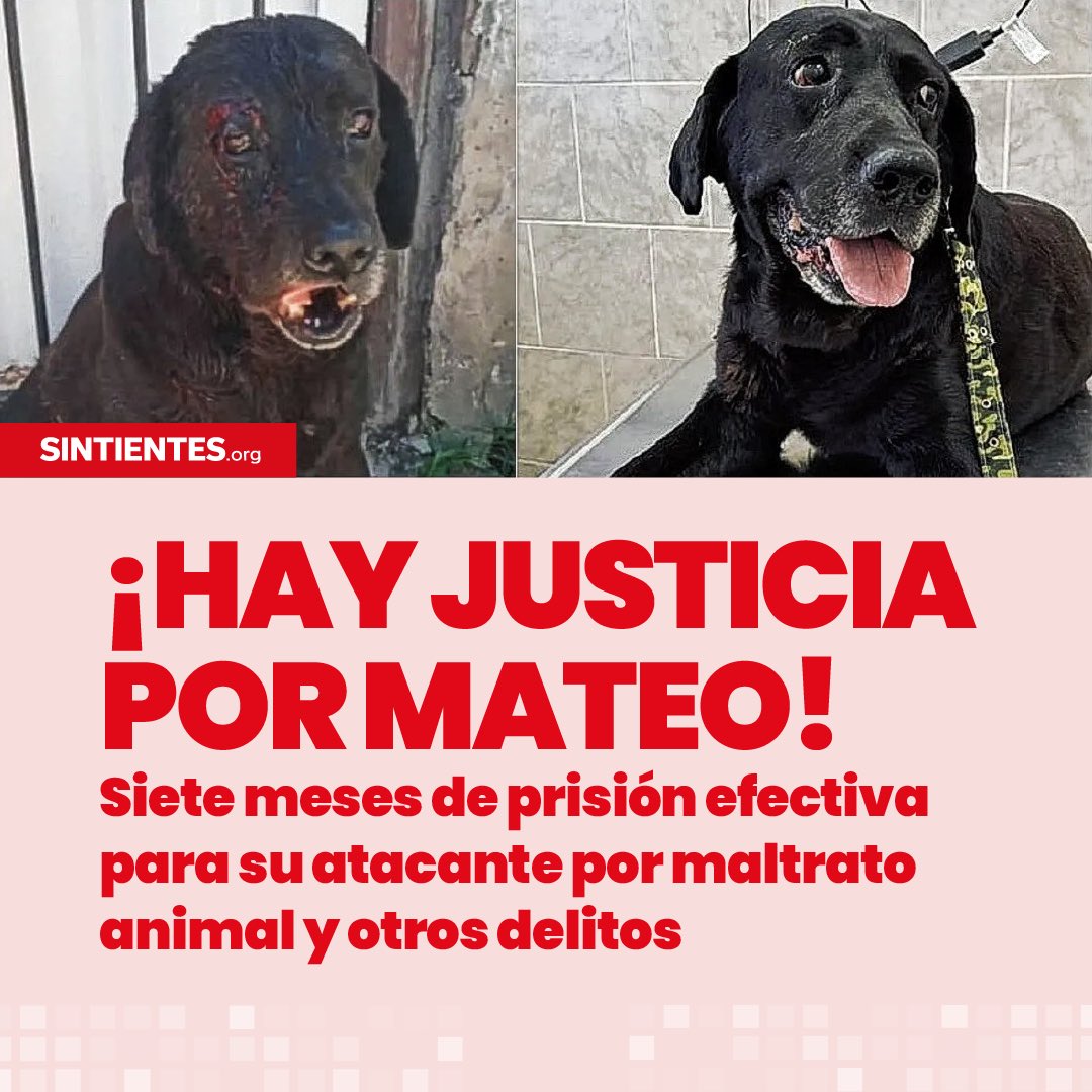sintientesong's tweet photo. Es la primera vez en la provincia de Entre Ríos que se condena a una persona por maltrato animal. ⚖🙌🇦🇷

🐶 Fue brutalmente atacado por el imputado en la vía pública, quien lo golpeó con un adoquín y lo apuñaló con una botella cortada.

Más información: Instagram sintientesorg https://t.co/BQ1fN3TtIF