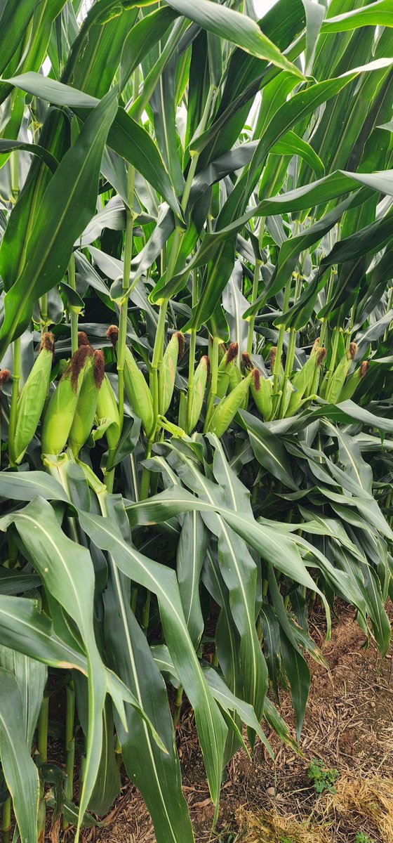 Some high population corn looking strong. 💪🏻 🌽