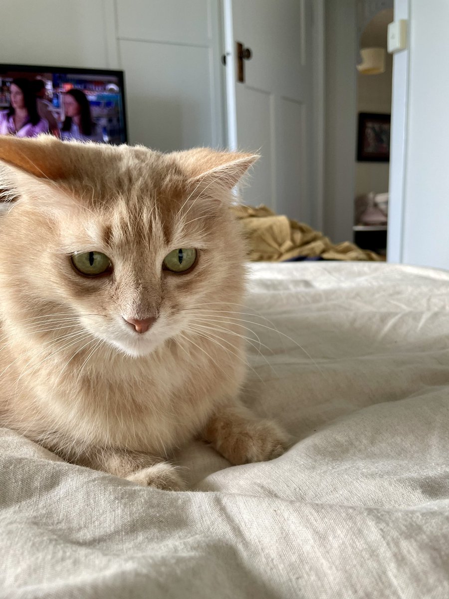 Phillipa Jensen tweet media