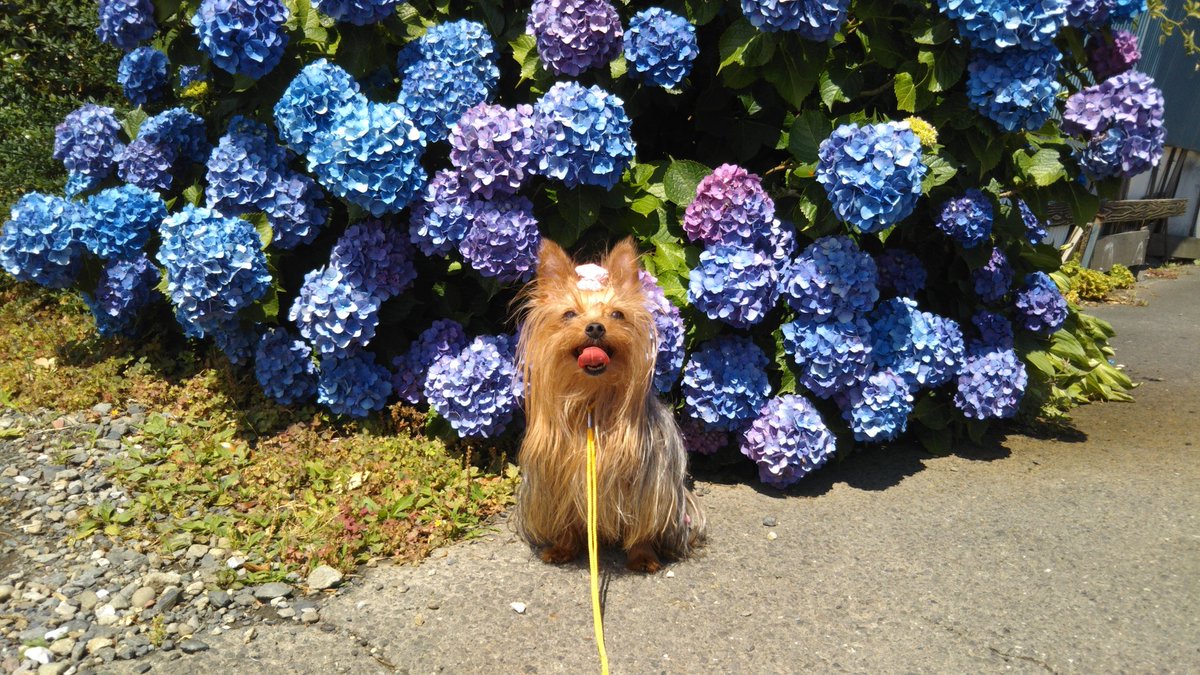 EnQpVZlKa8lY7ku's tweet photo. ツーショットでなくてもいいから
年に数回何処かにいって
その景色と愛犬と撮影することはオススメです
その景色と愛犬の姿が
その時の思い出を更に強く思い出せるだろうし
個人的には
いつもとは違う写真も沢山取れたと思ってます
できるだけ毎月数枚撮影することはオススメです https://t.co/B5d0jrsKyi