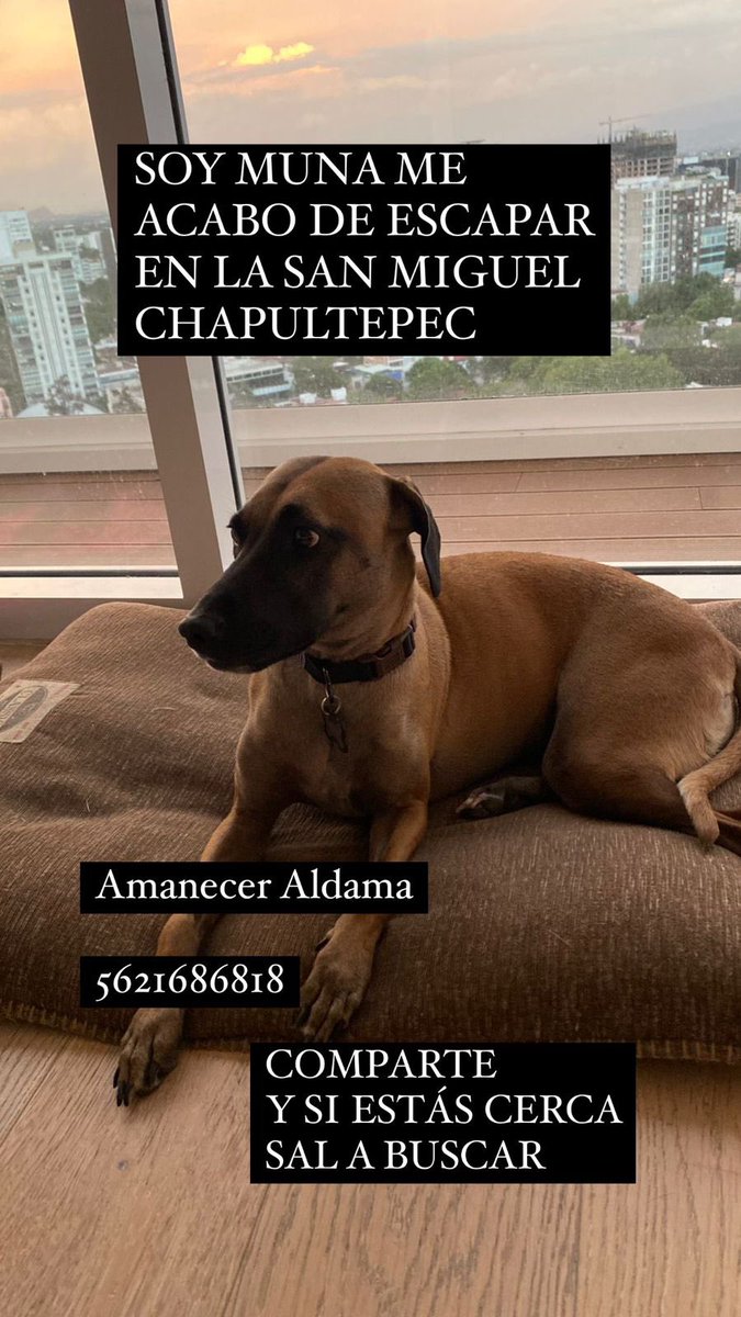 Ayúdenme a compartir porfa <a href="/MascotasSismo/">Mascotas Sismo</a> <a href="/PrrosPerdidosMX/">PerrosPerdidosMx</a>