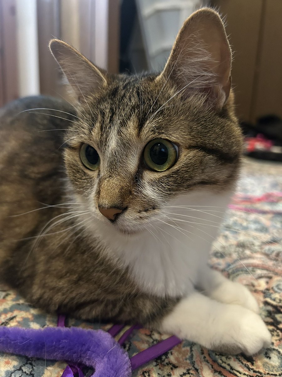 実は昨夜1回嘔吐、先程1回嘔吐しました。
連続ではないもののこの1ヶ月あまりなかったのでやはり慢性腎臓病は悪化しているのかな…まぐが病気になってから正直不安で心が押しつぶされそうです。体調も崩したりとまぐを支えるはずが空回りしています。今日も仕事頑張ってきます…