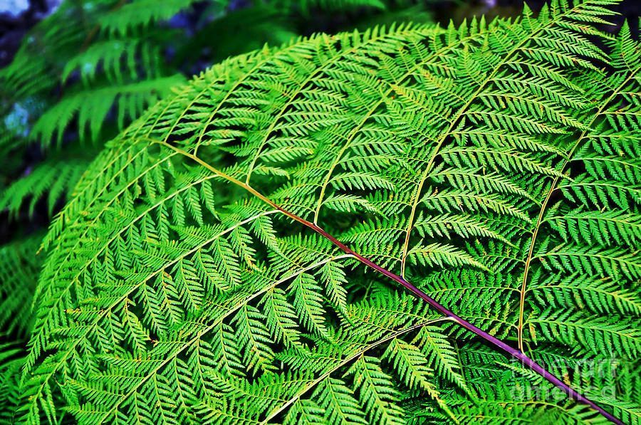 KayeMenner's tweet photo. #Fern #Frond by Kaye Menner #Photography  Wide variety #Prints &amp; lovely #Products at: 
https://t.co/vHg3jRSsYP https://t.co/PpzpQmSIT9
