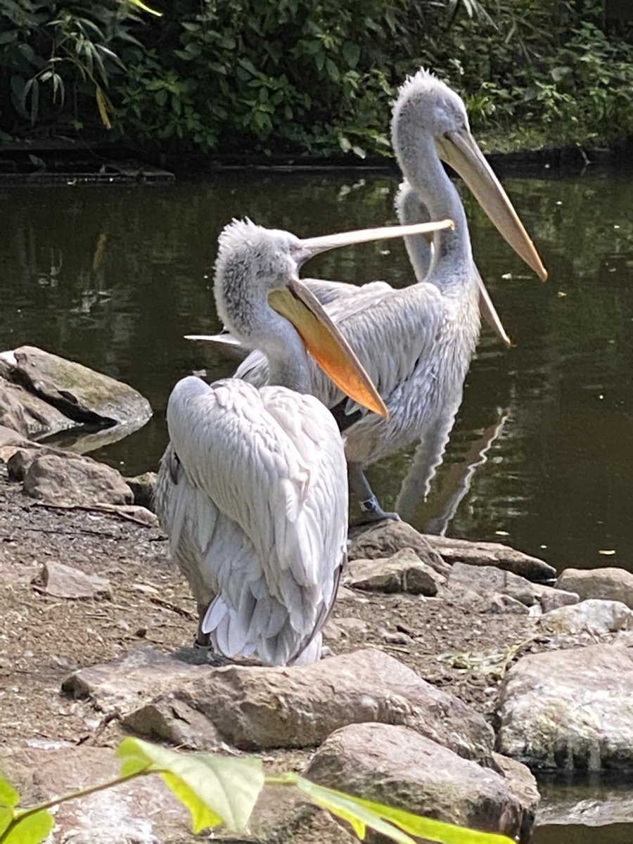 Derek Gow tweet media