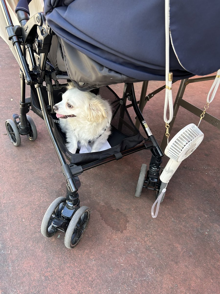 comcomcomg's tweet image. これにのって みんなでおでかけするのは たのしいね