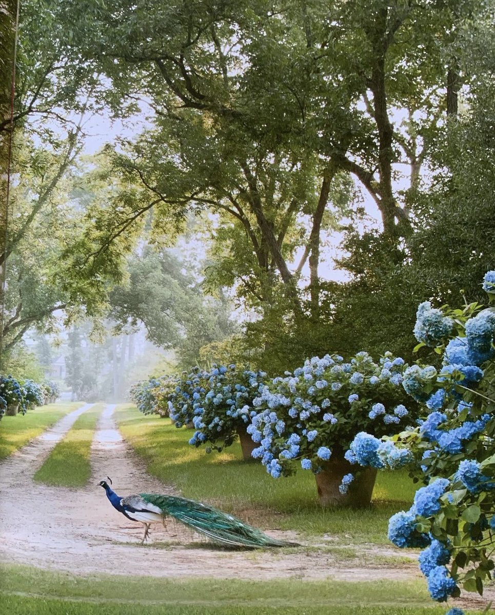 EvaLovesDesign's tweet photo. Amazing colors https://t.co/OPmz5Fc4H3