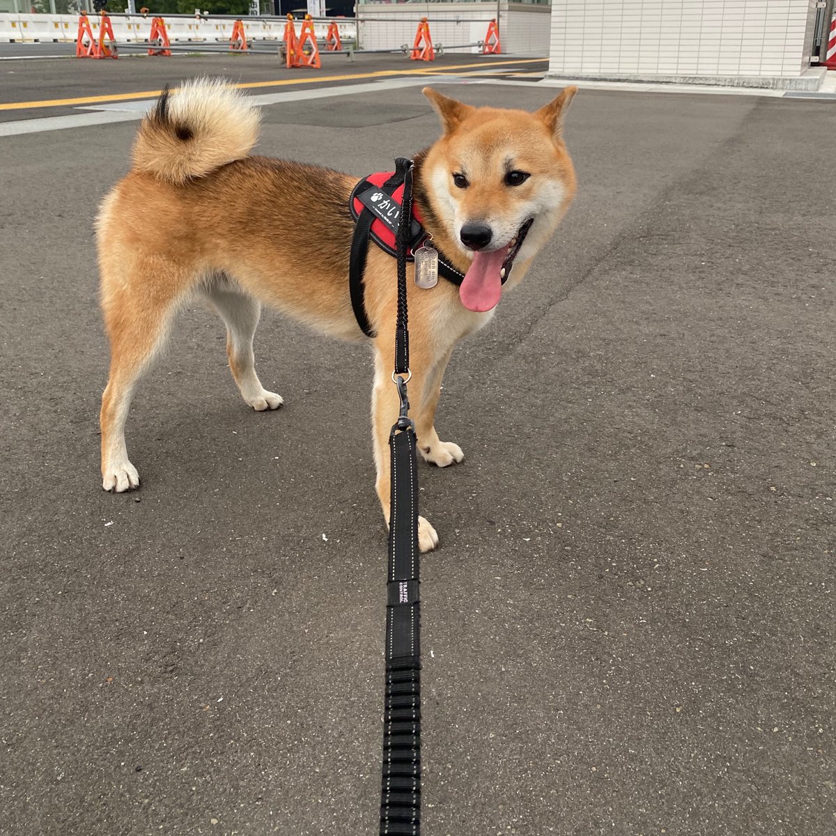 ShibainuKAIkun's tweet photo. おはようございます。

散歩の途中で休憩です😆🐕
#柴犬 #動物好き  #犬のいる暮らし #散歩 #休憩 #狗 #shibainu #dog #dogwalking #rest https://t.co/FqUgCHSEGm