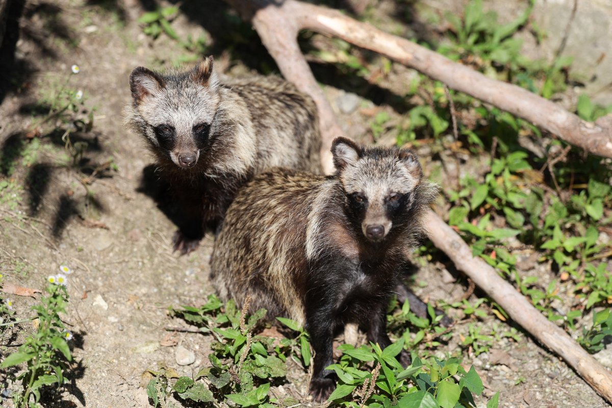 Nyanziro's tweet image. 今日のたぬきーず、夏毛のお嬢さん #ホンドタヌキ #東山動植物園 #あこ #さり