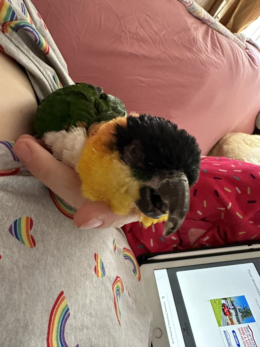 foster the beeple 🦤🌺 tweet media