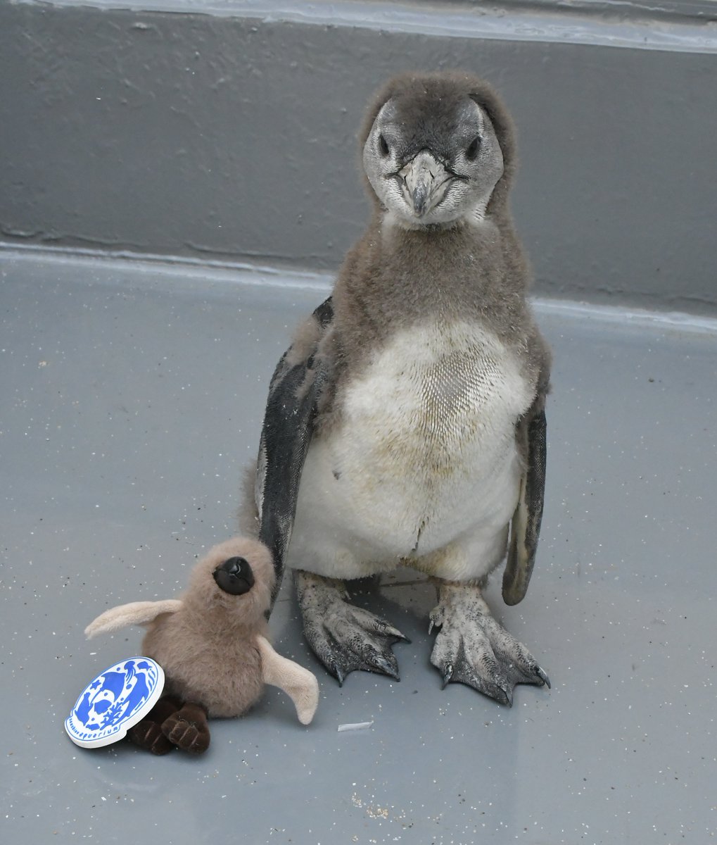 🐧ケープペンギンの赤ちゃん最新情報🐧 生まれた翌日の体重は69gだった