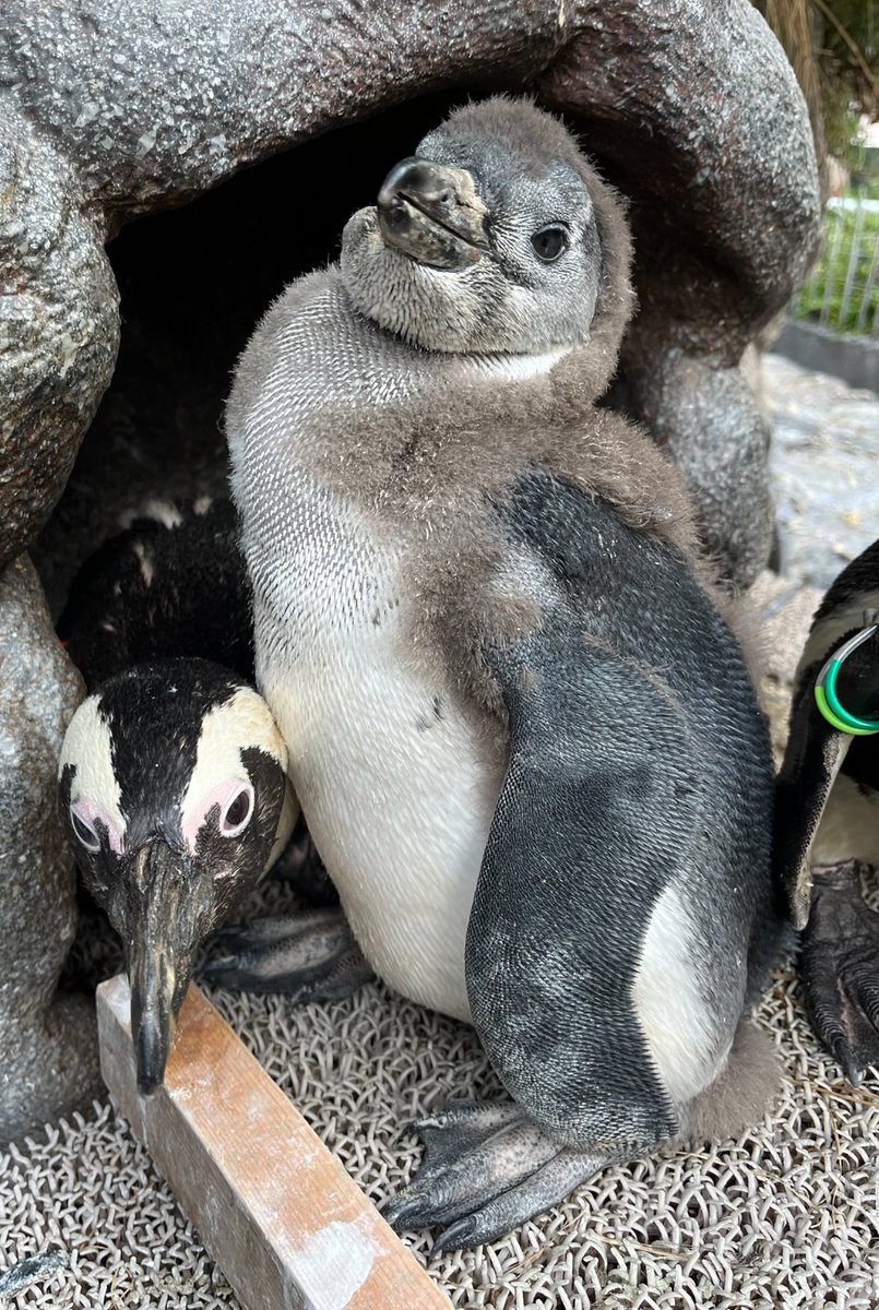 🐧ケープペンギンの赤ちゃん最新情報🐧 生まれた翌日の体重は69gだった