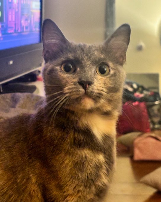 Mortified https://t.co/uZay3kXE9a