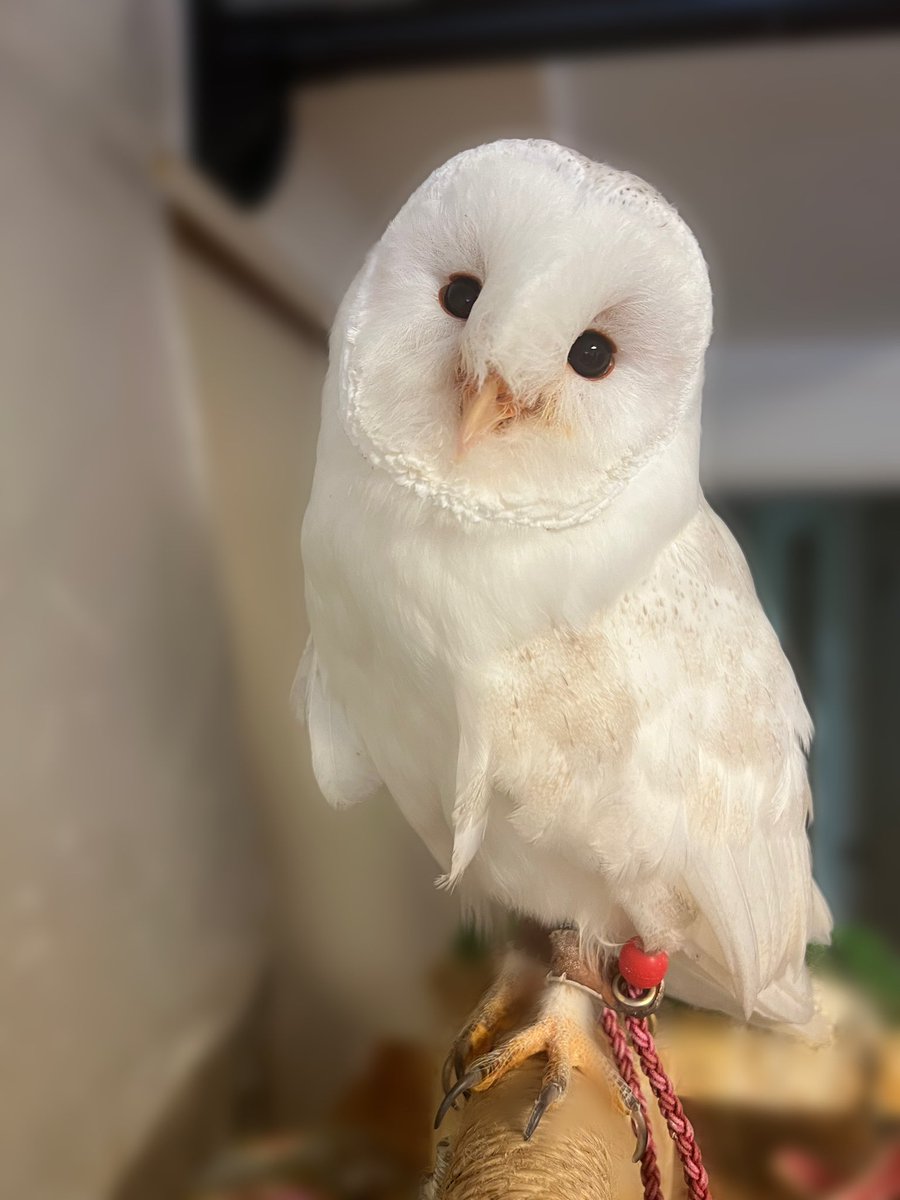 おはクウ〜🤍🪽🫧 ちょっと首傾げ🫨 #barnowl #superwhitebarnowl #owl