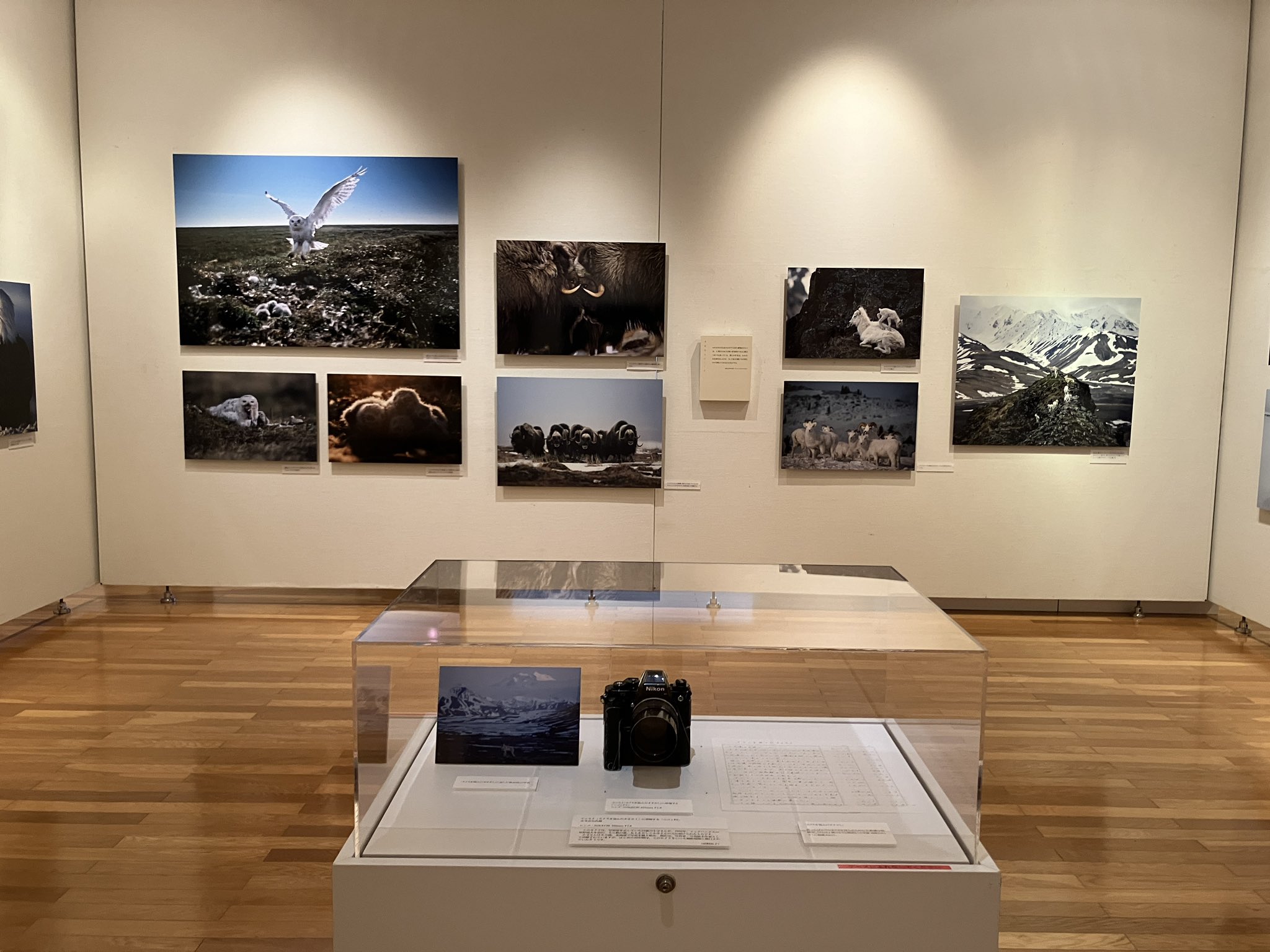 星野道夫　オリジナルプリント　証明書付 星野道夫 オリジナルプリント 証明書付