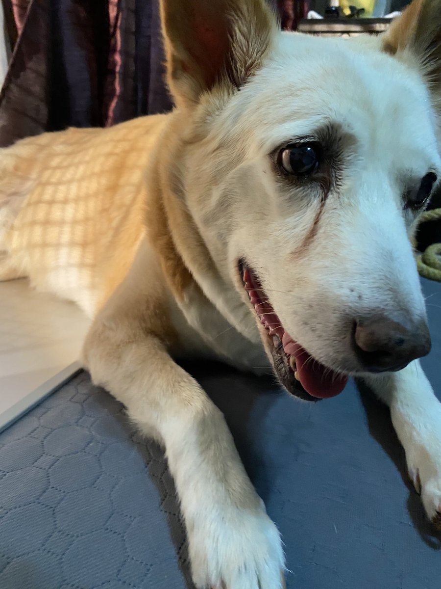 こんにちは！
数日前の朝に散歩をしていて急に歩けなくなりました。
緊急病院には行かないでいつもの動物病院へ連れて行き、病院での診断は突発性前提疾患。
薬や点滴の投与で今は歩けるまで回復しました。 
まだまだ元気で頑張ります！

#犬のいる幸せ  #dogs #dog #15歳4ヶ月　#家族