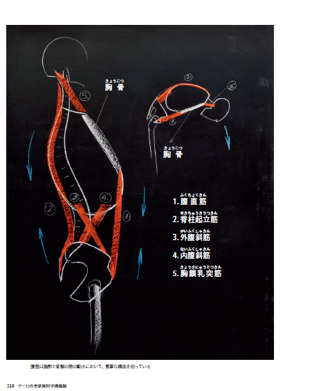 ドーロの美術解剖学 講義録 加藤公太訳 ドーロの美術解剖学講義録 | サンドロ・ドーロ, アンドレアス