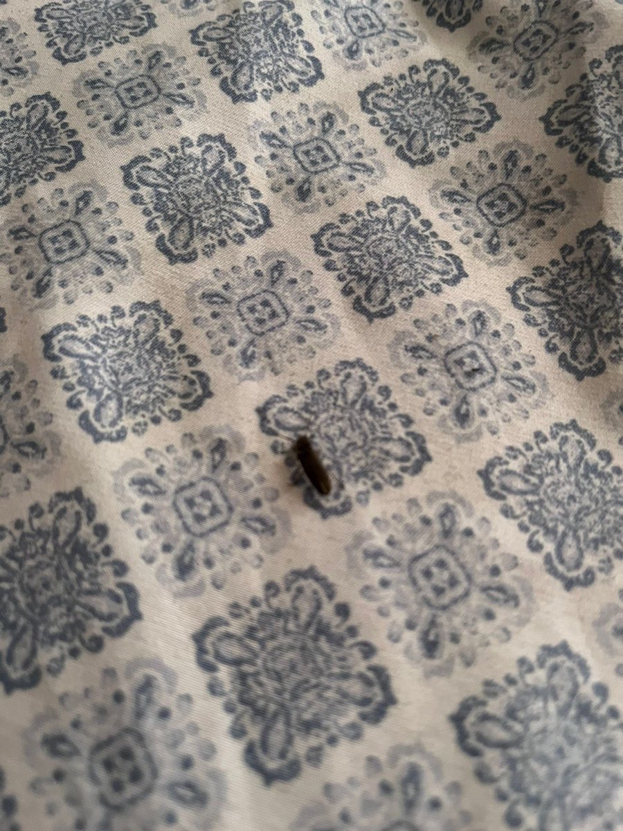 ferbecerrar's tweet image. Hola @BichoDatos podrias decirme que es este bicho?