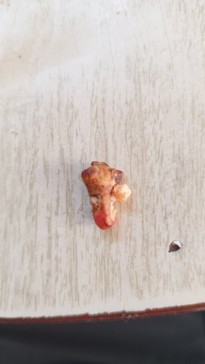 GECKOGEX's tweet photo. @BarcelMx se les viene algo más que una queja ya que este es un riesgo sanitario grave que me sucedió hoy en su producto #hotnuts esto es intolerable algo muy parecido a la falange de un #dedohumano
 @COFEPRIS @Profeco por favor apoyenme con esta situación.

Les dejo imagenes https://t.co/yLuYyanExt