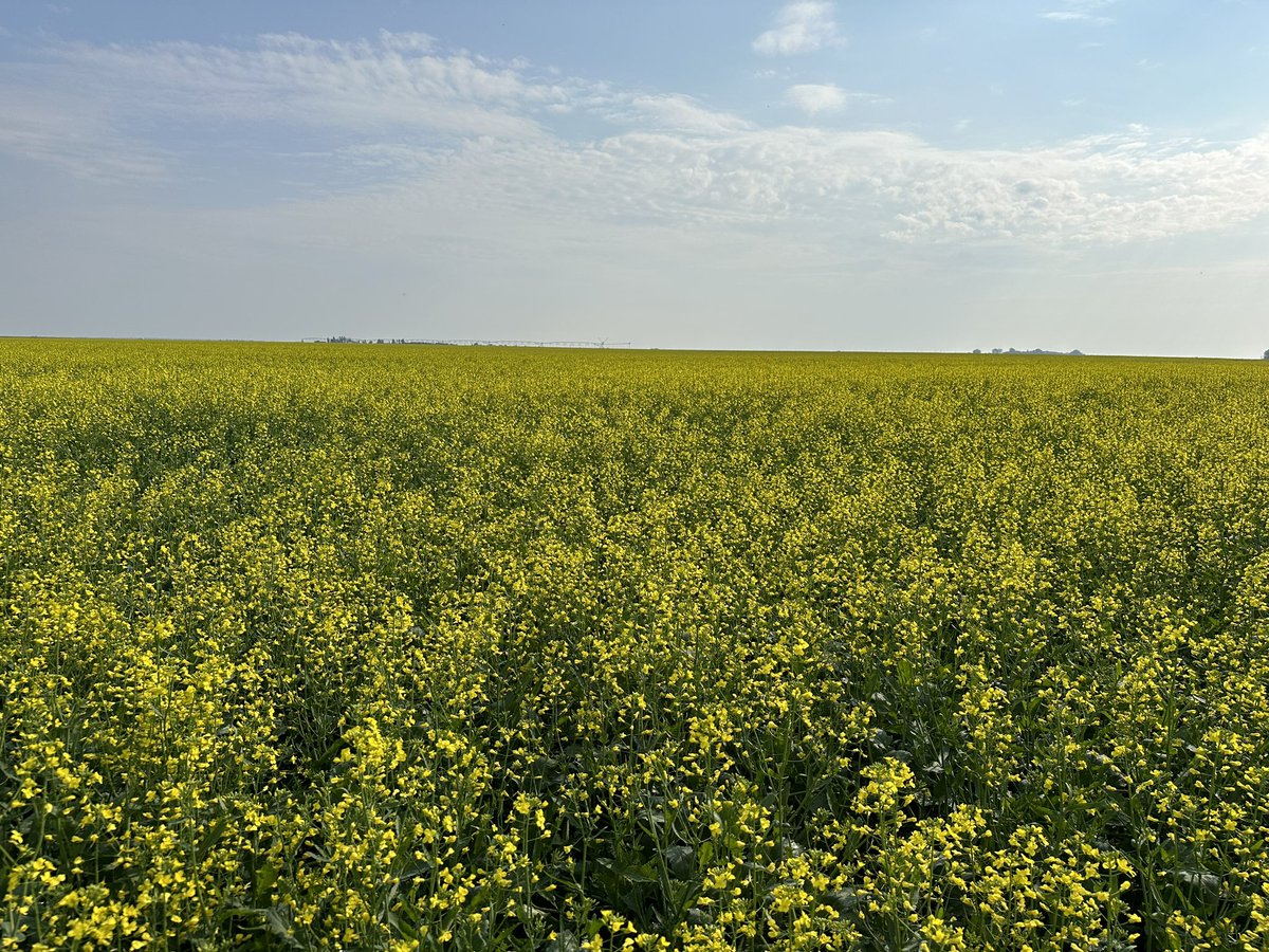 Just two of the things that make me smile - clean lentil fields and flowering #InVigor canola