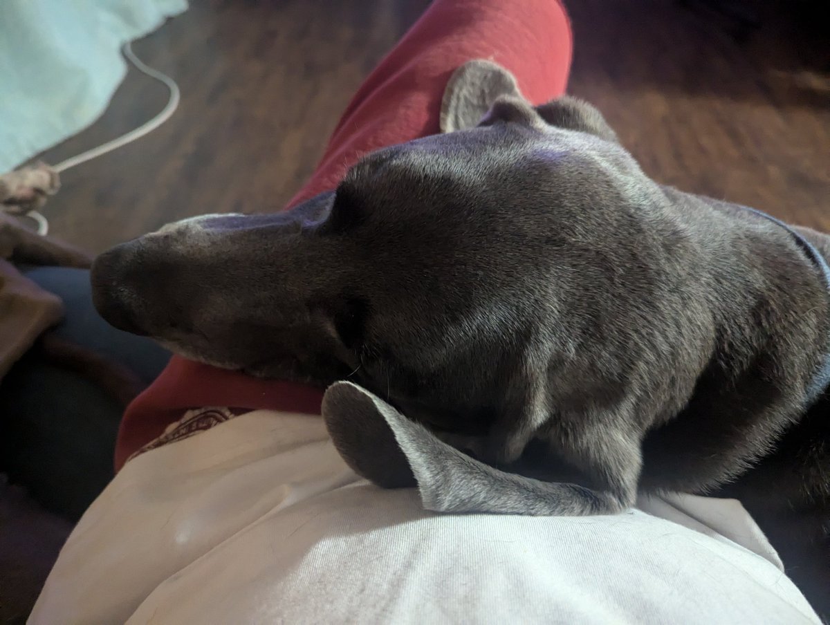 zuma0305's tweet photo. Watching Canada and Venezuela soccer ⚽. My trusty companions are watching er keeping me company. Hope everyone is enjoying their evening. #Xena #Kopper https://t.co/ovuLQzcofi