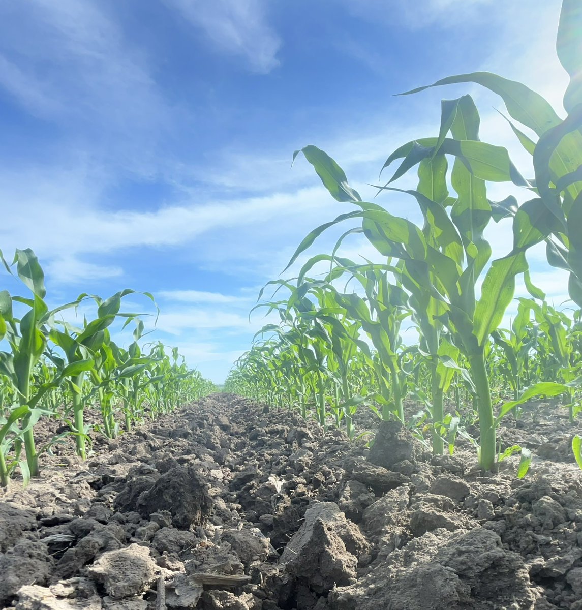 Cleaning up the testplots <a href="/PioneerSeedsCA/">Pioneer Seeds Canada</a> <a href="/CornRanches/">Rodger Hovde</a> <a href="/ProvenSeed/">Proven Seed</a> <a href="/HORIZON_SEEDS/">Horizon Seeds Canada</a> #corn #seed #feed