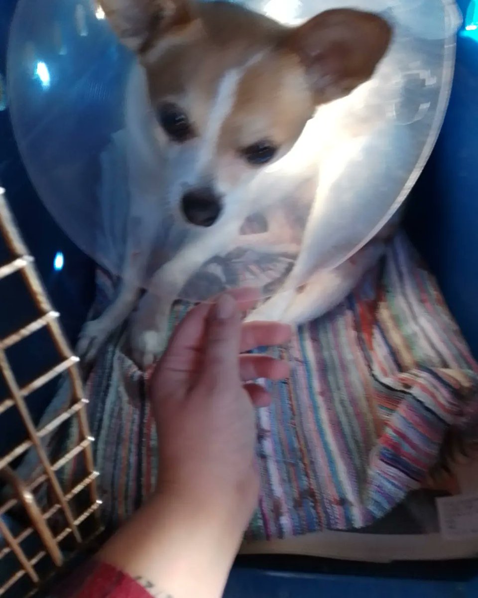 Jones16Rose's tweet photo. Here's 2 more pics of Lenny, I will be posting his slow recovery here and my 3rd insta acc https://t.co/QChvT60iEm