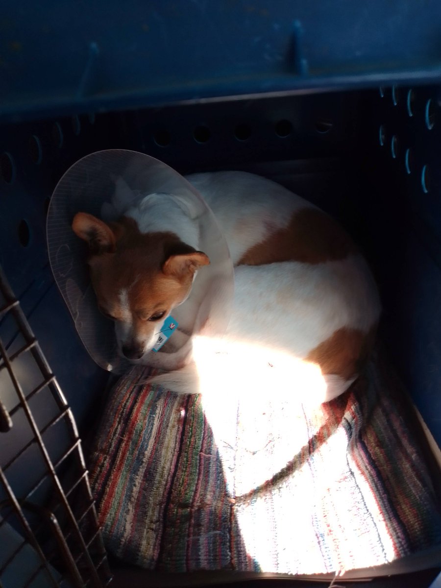 Jones16Rose's tweet photo. Here's 2 more pics of Lenny, I will be posting his slow recovery here and my 3rd insta acc https://t.co/QChvT60iEm