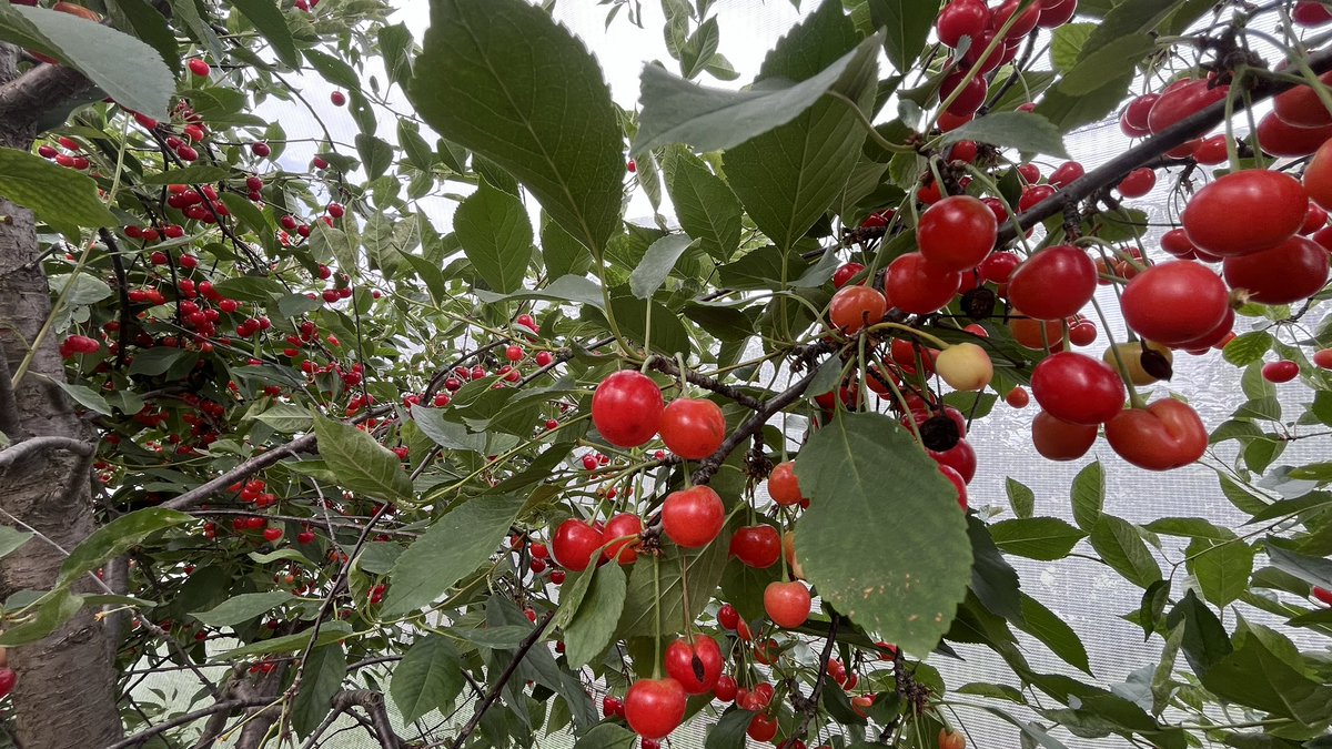 anson_ag's tweet image. Cherry picking. #PYO