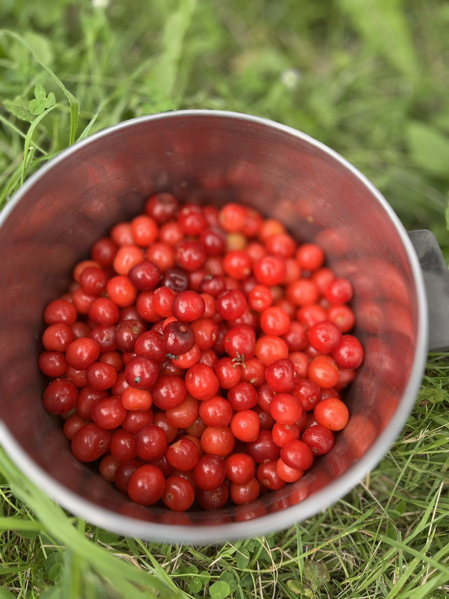 anson_ag's tweet image. Cherry picking. #PYO