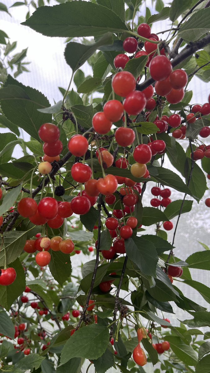 anson_ag's tweet image. Cherry picking. #PYO