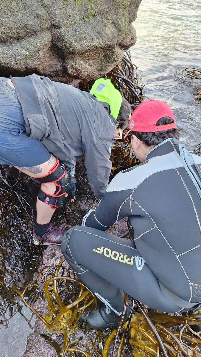 LorettoCP's tweet photo. Nuestro trabajo de repoblamiento dando frutos gran trabajo de #lebma y #chagolab. Caleta Horcon! @MilenioSecos https://t.co/nbuPxdJSIT