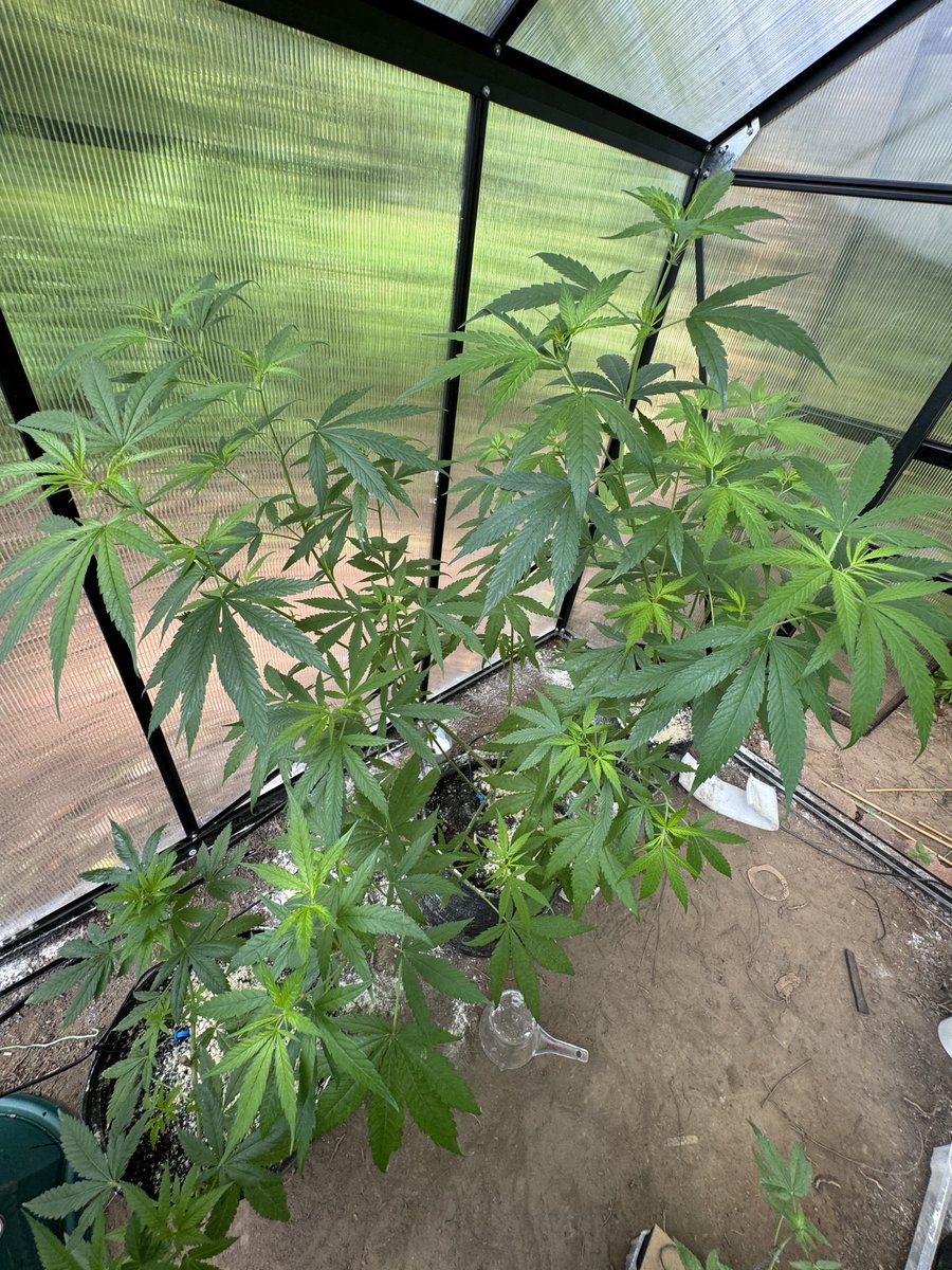 Stickee_Ickee's tweet photo. 3 weeks diff🟢🚀

1/ #PurpleKush 6/11🪴
2/ Purp Kush today🌳
3/ #PPC 6/11🪴
4/ #PPC today🌳

#Growmies #FirstGrow #Mmemberville #CannabisCommunity #CannaLand 🪴🌱 https://t.co/13SQdrU6Wv