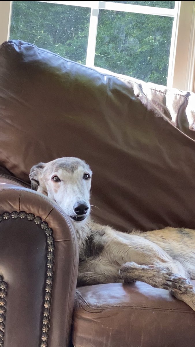 Our sweet Lucy crossed over the rainbow bridge tonight.  13 years is a great life for a Greyhound…… she was a great girl with a big smile.