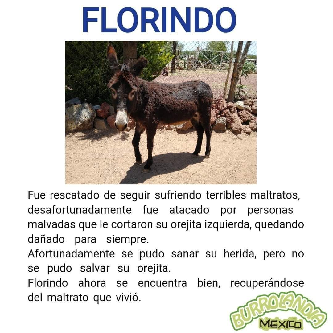 Burrolandia_mx's tweet photo. HISTORIAS DE LA MANADA 📝🥺
FLORINDO❤️

#unetealproyectoderescatedelburritomexicano 
Burrolandia México, #Aquenoteaburres!!! https://t.co/lcDdkFYskC