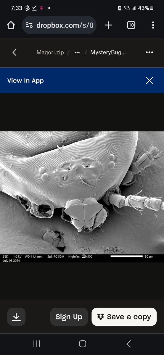 Still don't know what this bug would be. We got some SEM pictures with help from Jessie Allen. I wonder if anyone can recognize this creature. Thank you!