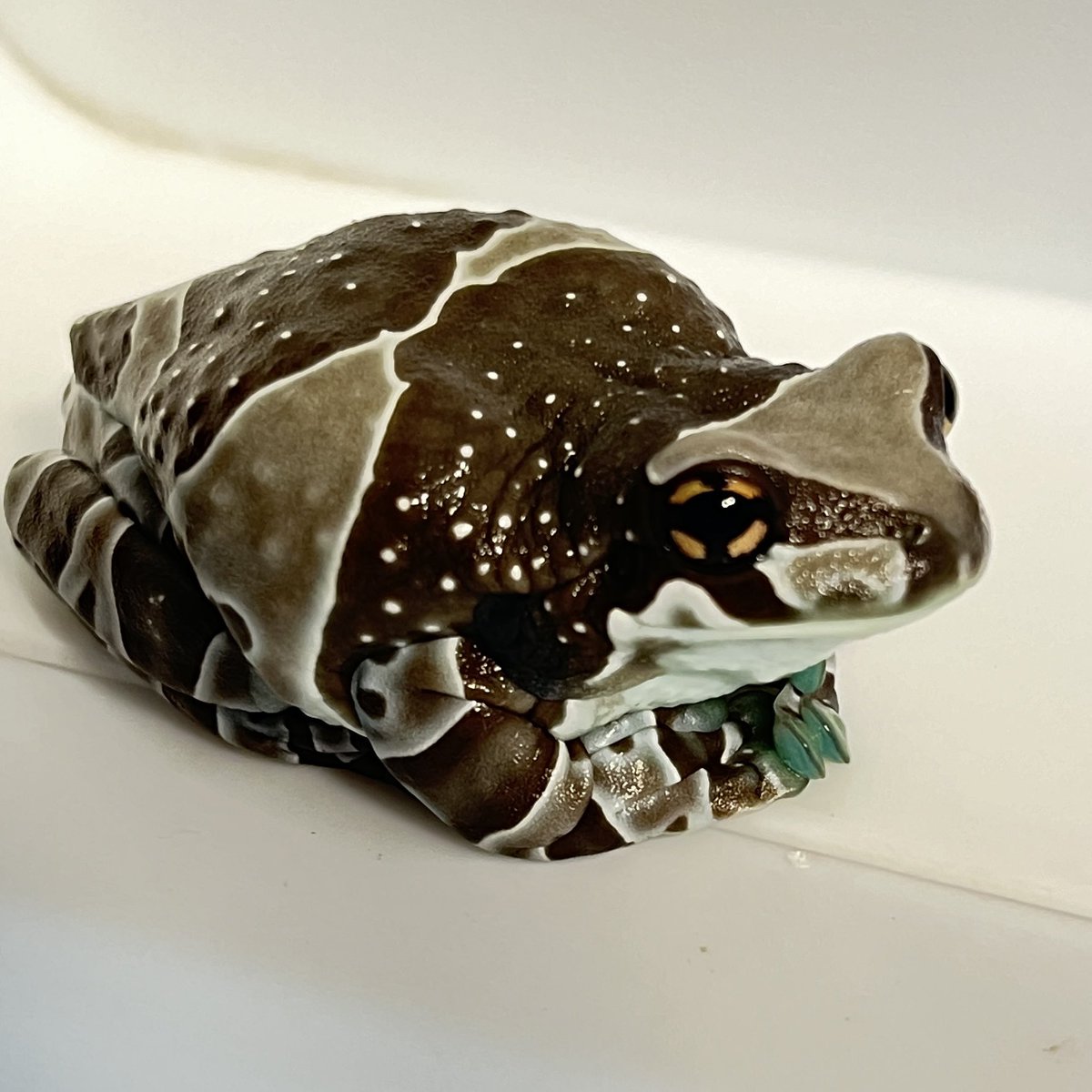 ミルキーフロッグ　オタマジャクシ10匹＋【いつでも発送できます】 KEROYON ミルキーフロッグ専門店 on X: \"ミルキーフロッグの