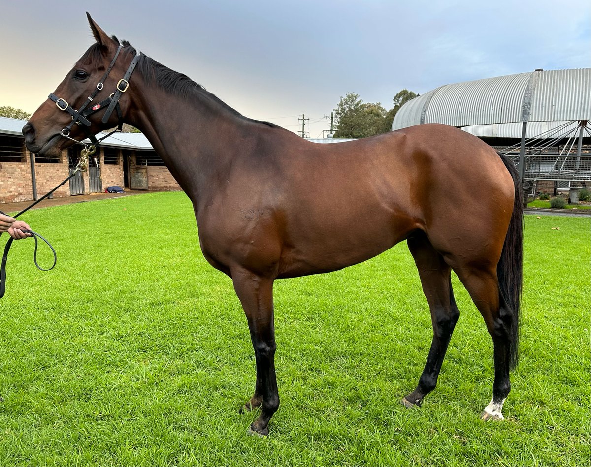 littracing's tweet photo. A big shout-out to @MonarchRacing_ who have two of their warriors racing at Royal Randwick today. The big boys BACCHANALIA and SECRET PLAN step out later this afternoon. Good luck guys! https://t.co/Zkf1wWX2Ah