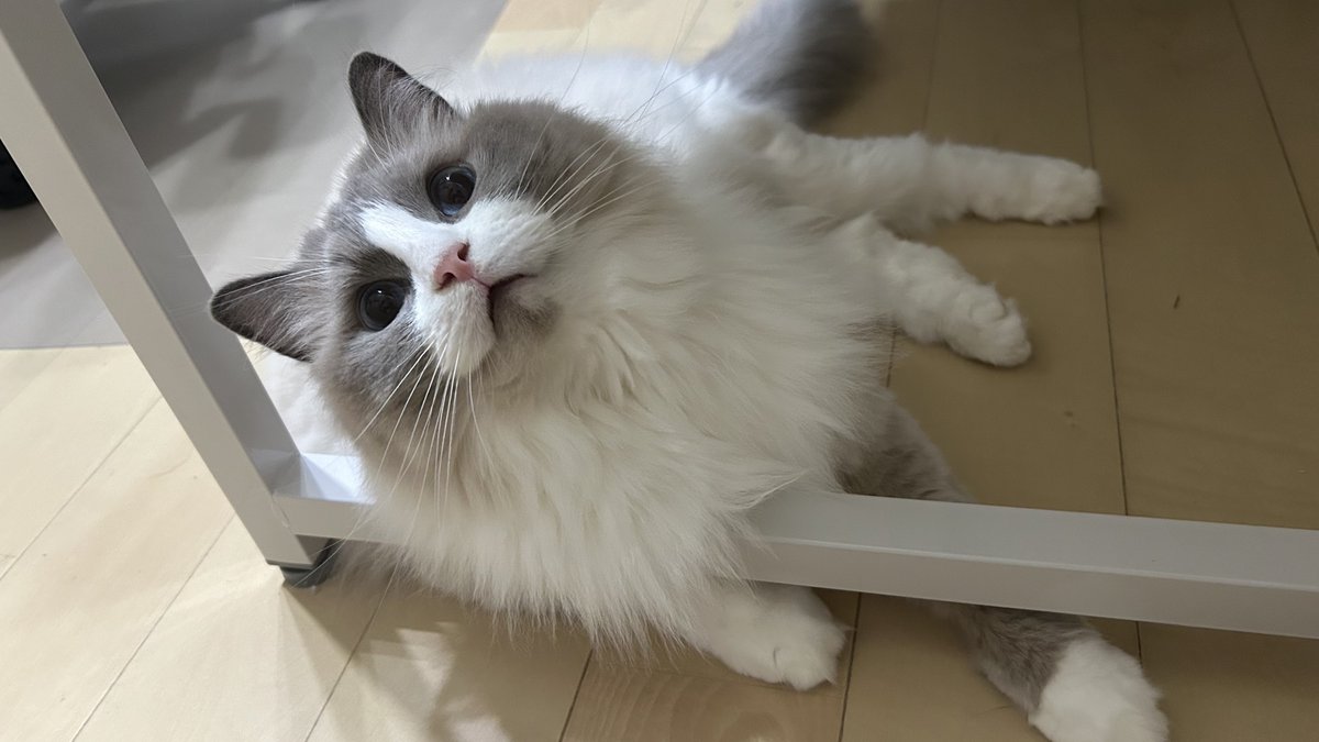 ragmuchan's tweet photo. デスクの脚がひんやりしていてお気に入り❄️🩵
 #猫  #ラグドール
 #猫のいる暮らし https://t.co/97ZtHJEYqj